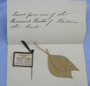 Queen Victoria Leaf Back