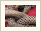 pic_hairchain